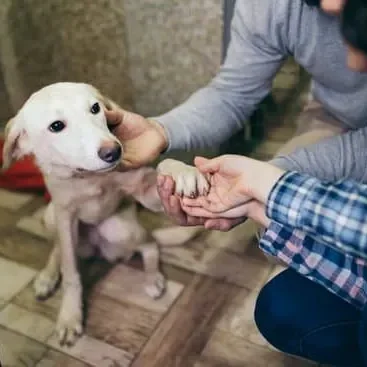 rescue grants 1