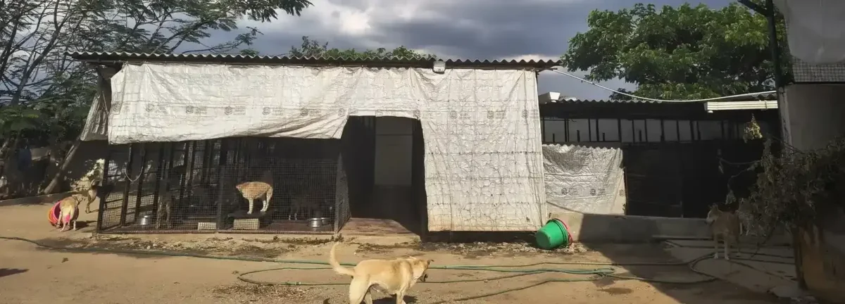 Dogs Sanctuary banner 1200
