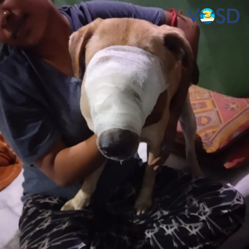 a blind dog under treatment