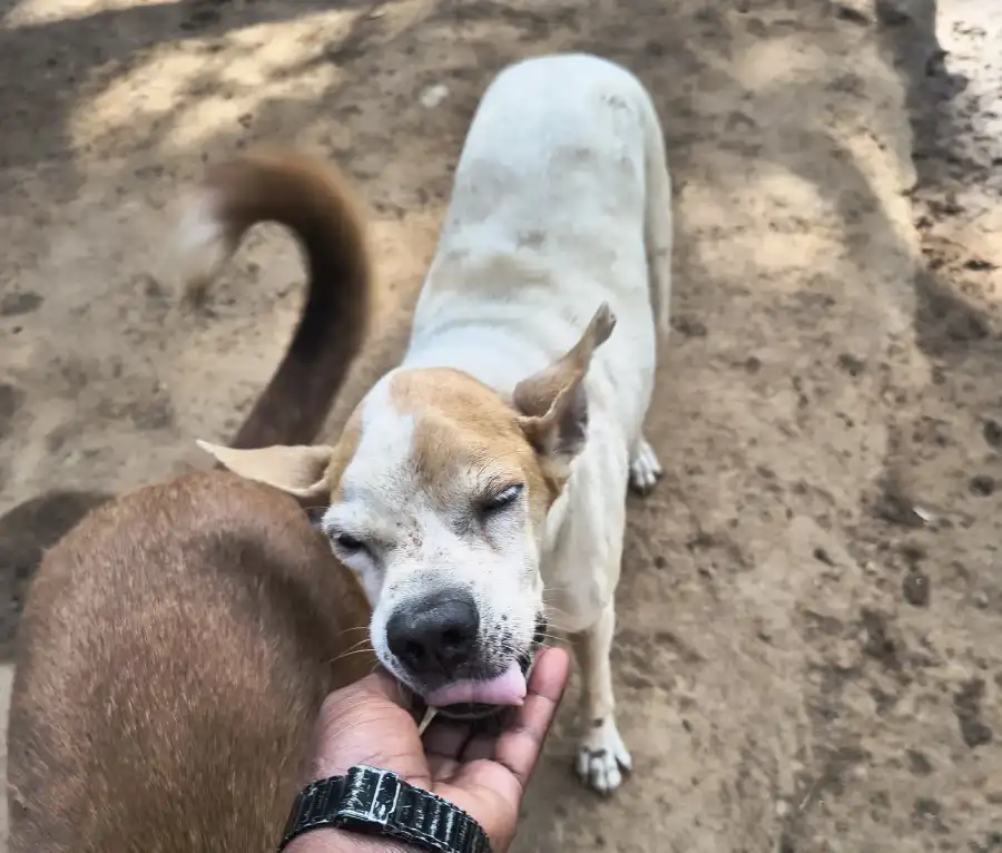 a dog 1
