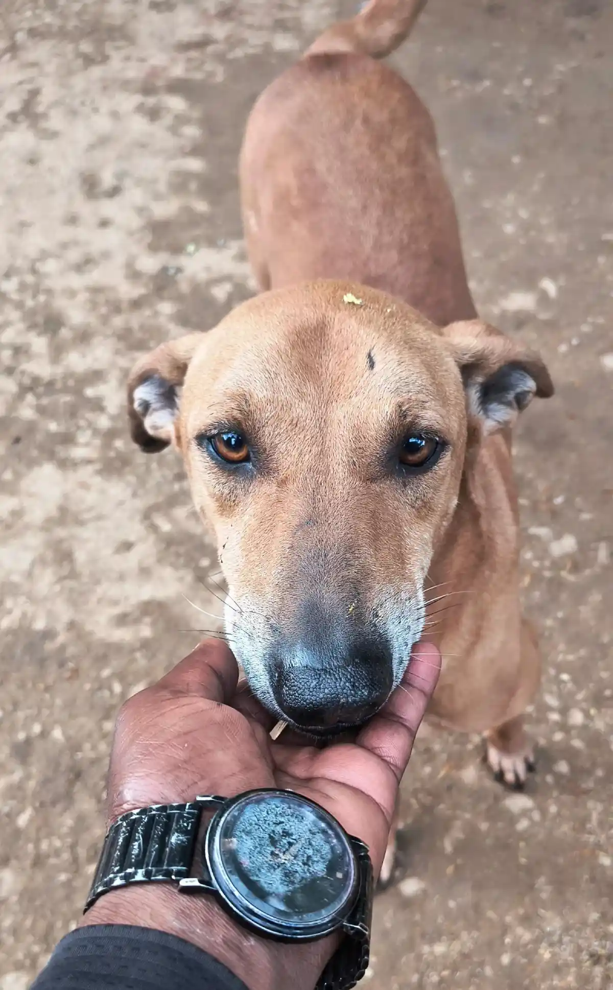 a dog cherished by a hand