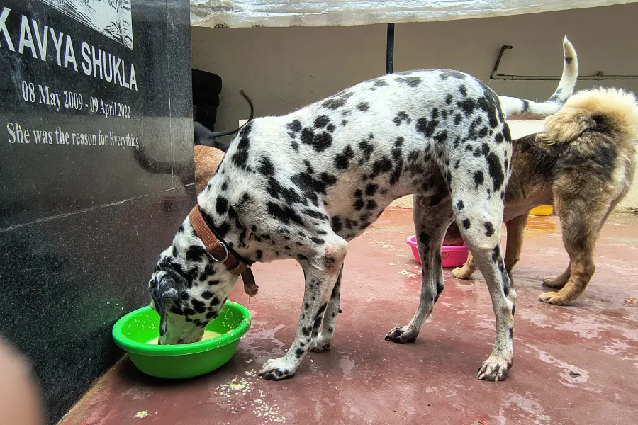 a dog eating food