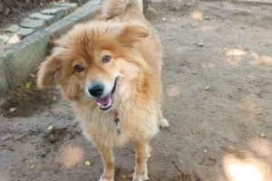 a dog with cute face