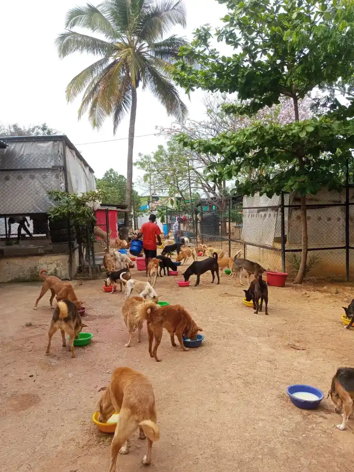 feeding dogs at VOSD