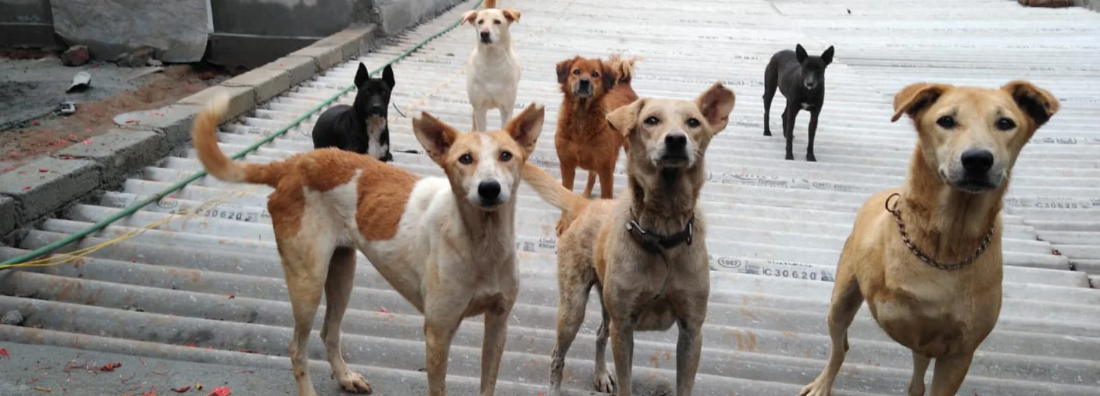vosd dogs 3