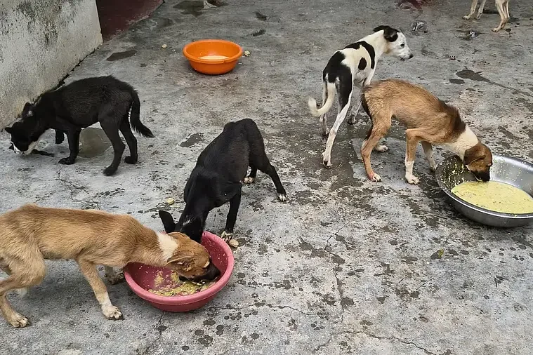 dogs rescued by VOSD