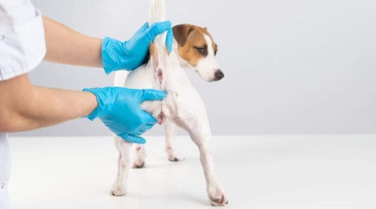 Rectoanal Polyps in Dogs Diagnosis & Treatment – VOSD Advance pet care