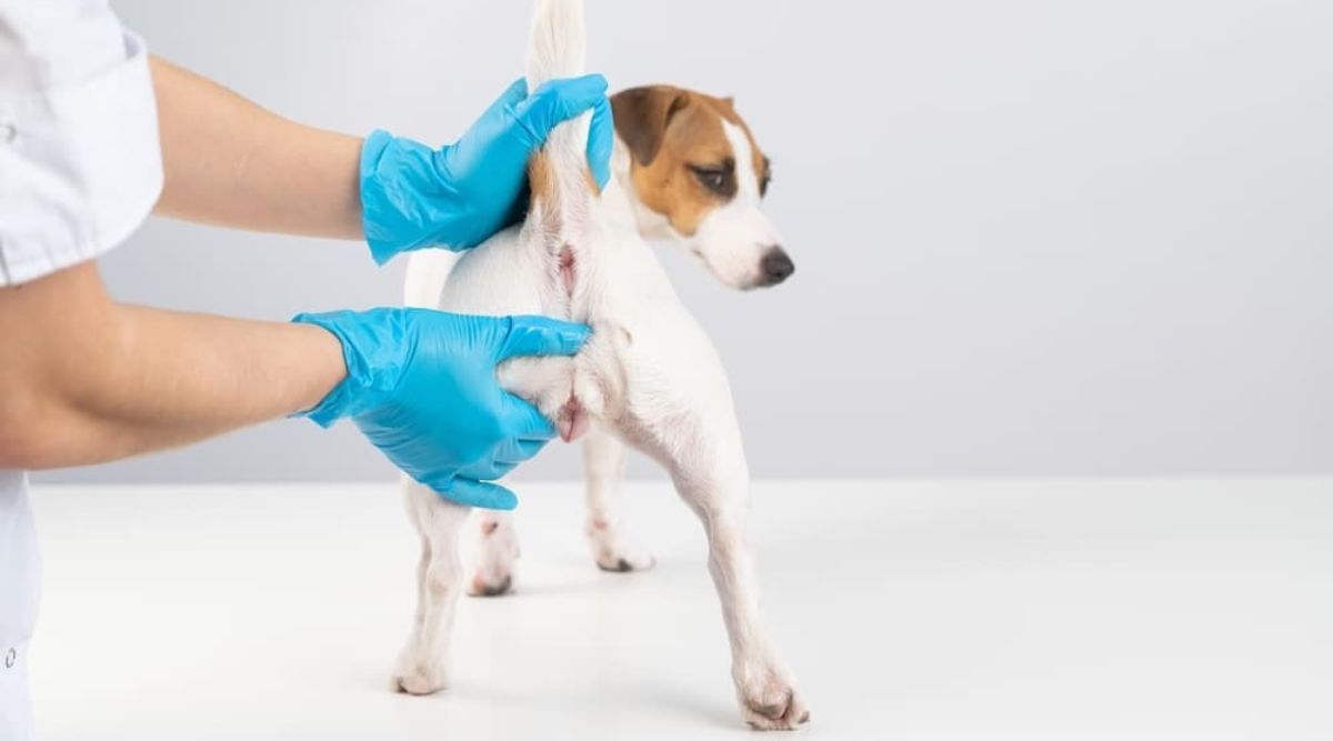 Rectoanal Polyps in Dogs Diagnosis & Treatment – VOSD Advance pet care