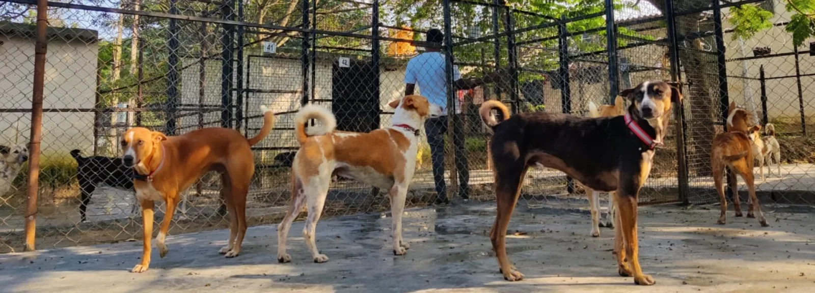VOSD (Voice of Stray Dogs), a leading dog NGO and shelter in Bangalore, providing safe refuge, medical care, and love for stray and abandoned dogs — trusted as the largest dog shelter near me.
