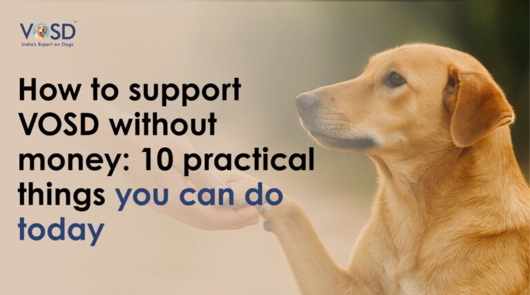 10 Ways to Support VOSD Without Donating Money Help Dogs Without Spending
