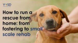Blog 7 How to Start a Home-Based Dog Rescue in India