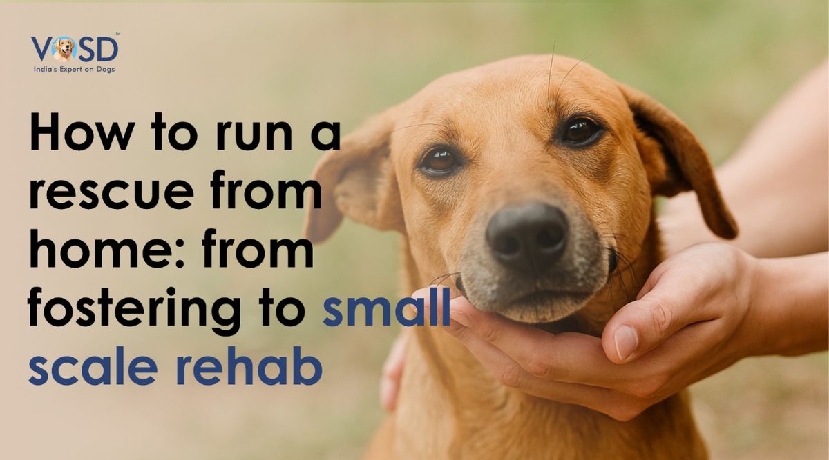 How to Start a Home-Based Dog Rescue in India