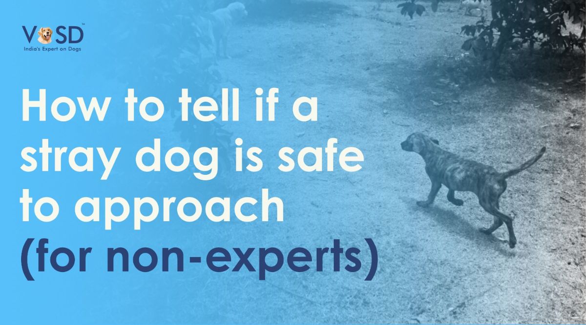 How to Tell if a Stray Dog Is Safe to Approach (1) How to Tell if a Stray Dog Is Safe to Approach (1)