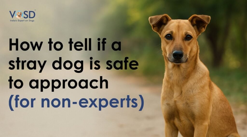 How to Tell if a Stray Dog Is Safe to Approach (2)