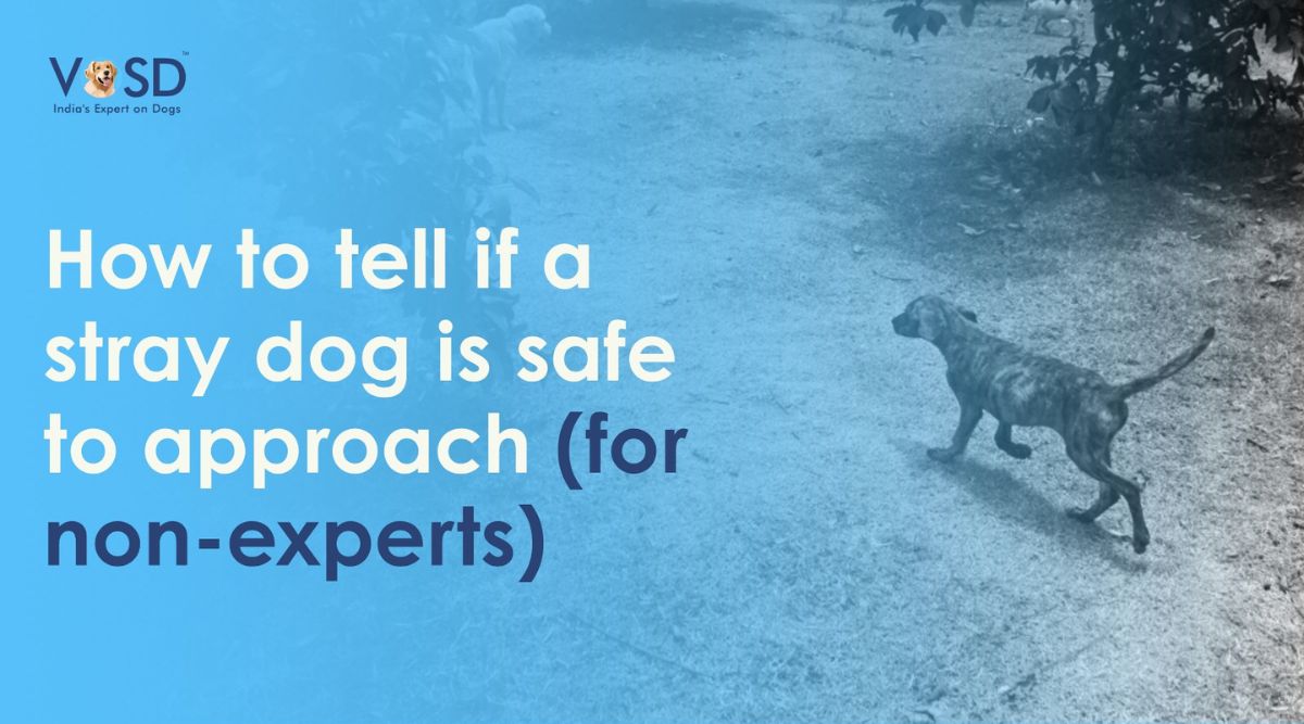 How to Tell if a Stray Dog Is Safe to Approach