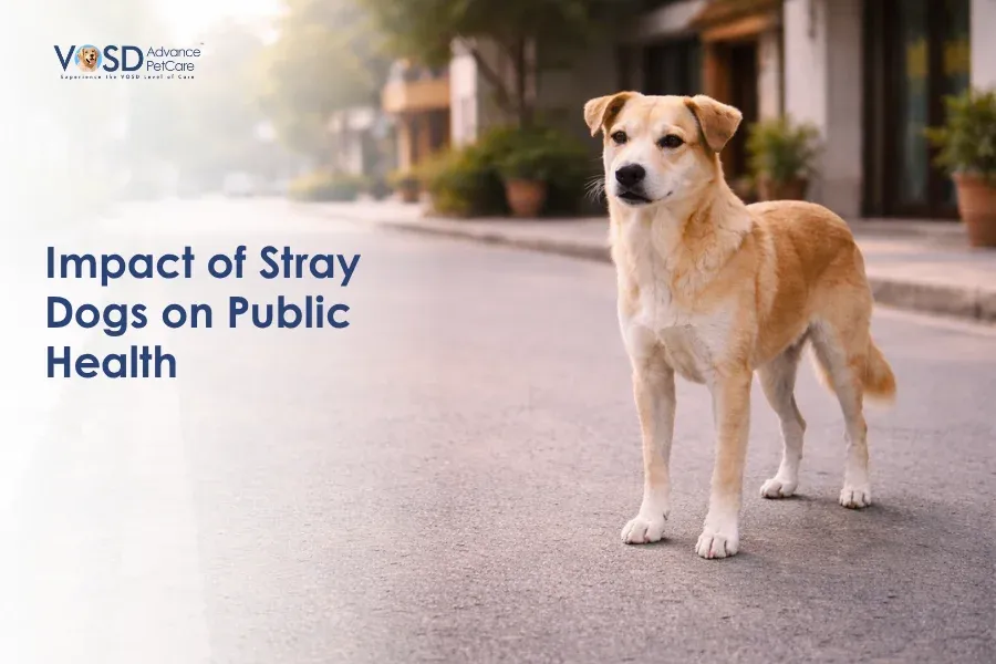 Impact of Stray Dogs on Public Health: Myths vs Facts 9 Tan and white stray dog stands alert on a quiet urban street lined with planters. Text on the image reads, "Impact of Stray Dogs on Public Health."