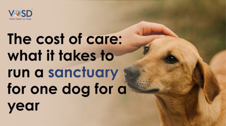 The Cost of Care What It Takes to Run a Sanctuary for One Dog for a Year (1)