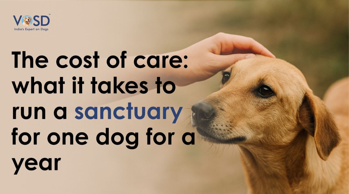 The Cost of Care What It Takes to Run a Sanctuary for One Dog for a Year (1)