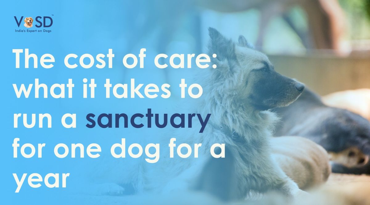 The cost of care what it takes to run a sanctuary for one dog for a year The cost of care what it takes to run a sanctuary for one dog for a year