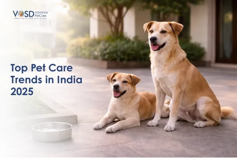 Home 28 Two happy brown dogs sit on a patio, one lying down, with a silver bowl nearby. Text reads "Top Pet Care Trends in India 2025" on a sunny day.
