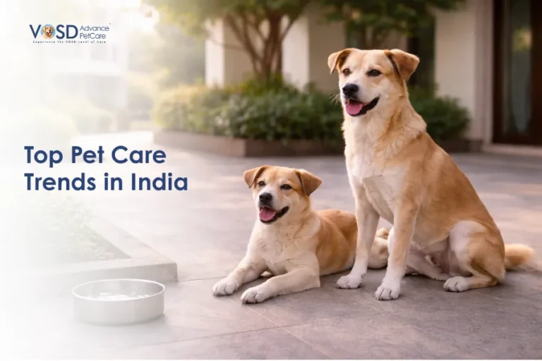Home 28 Top Pet Care Trends in India