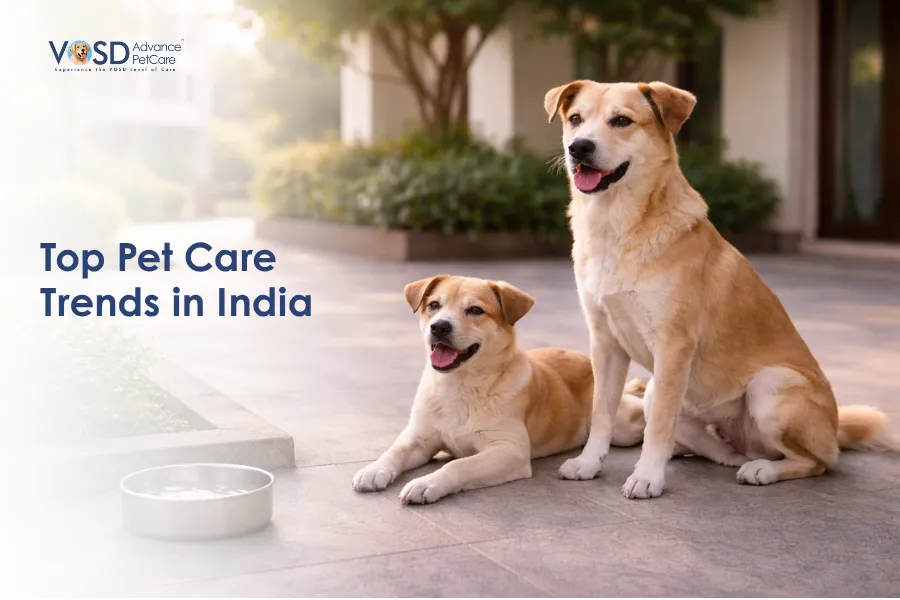 Top Pet Care Trends in India: What Every NGO and Shelter Must Know 7 Top Pet Care Trends in India