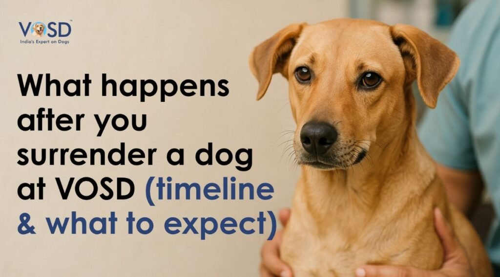 What Happens After You Surrender a Dog at VOSD (Timeline & What to Expect) 6 What Happens After You Surrender a Dog to VOSD – Timeline & Expectations