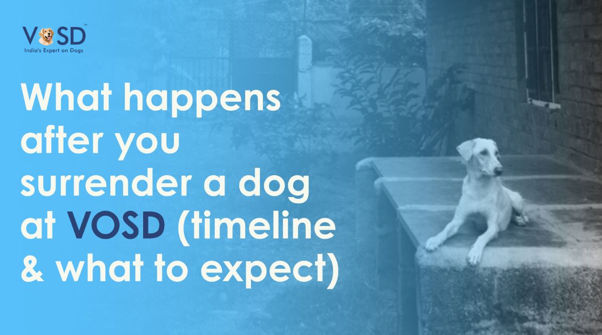 What happens after you surrender a dog at VOSD (timeline & what to expect) What happens after you surrender a dog at VOSD (timeline & what to expect)