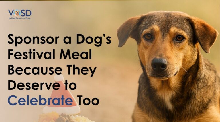 Sponsor a Dog’s Festival Meal Because They Deserve to Celebrate Too