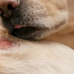 Dog Skin Wound Care: Causes, Treatment & When to See a Vet