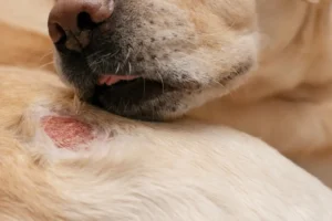 Dog Skin Wound Care: Causes, Treatment & When to See a Vet