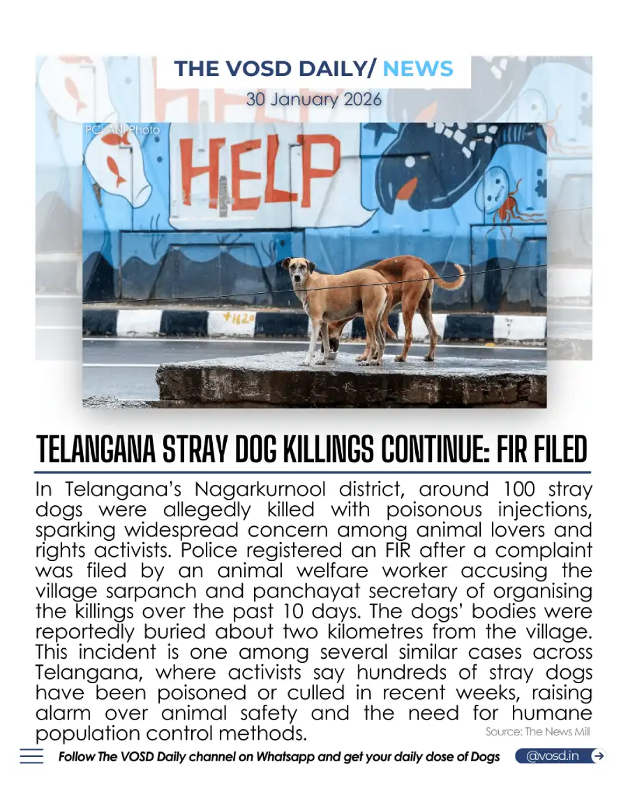 Telangana Stray Dog Killings Continue: FIR Filed Telangana Stray Dog Killings Continue: FIR Filed