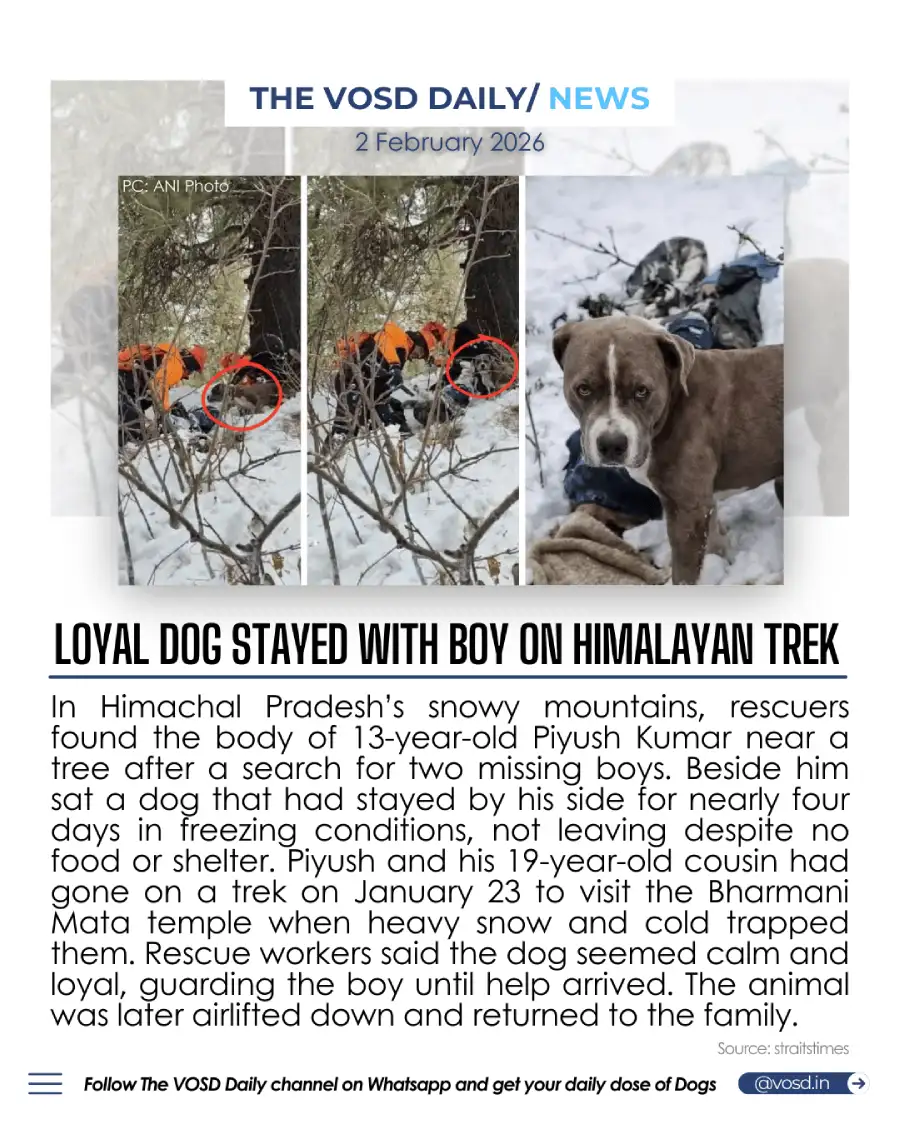 Loyal Dog Stayed With Boy on Himalayan Trek Loyal Dog Stayed With Boy on Himalayan Trek