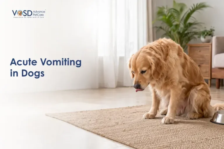 A golden retriever looks unwell on a rug beside a food bowl. A caption reads "Acute Vomiting in Dogs" with a logo for VOSD Advanced Pet Care.