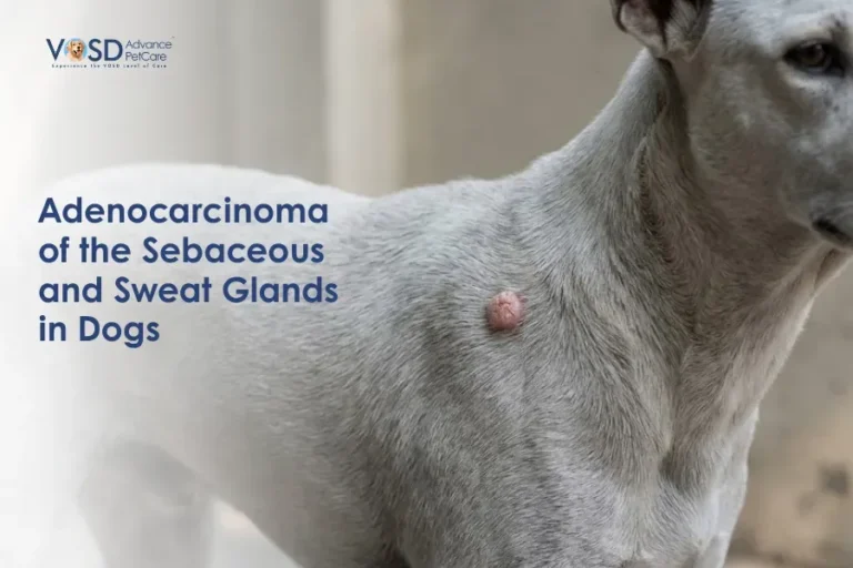 Gray dog with a visible growth on its body, highlighting adenocarcinoma of sebaceous glands. Text on left: "Adenocarcinoma of the Sebaceous and Sweat Glands in Dogs."