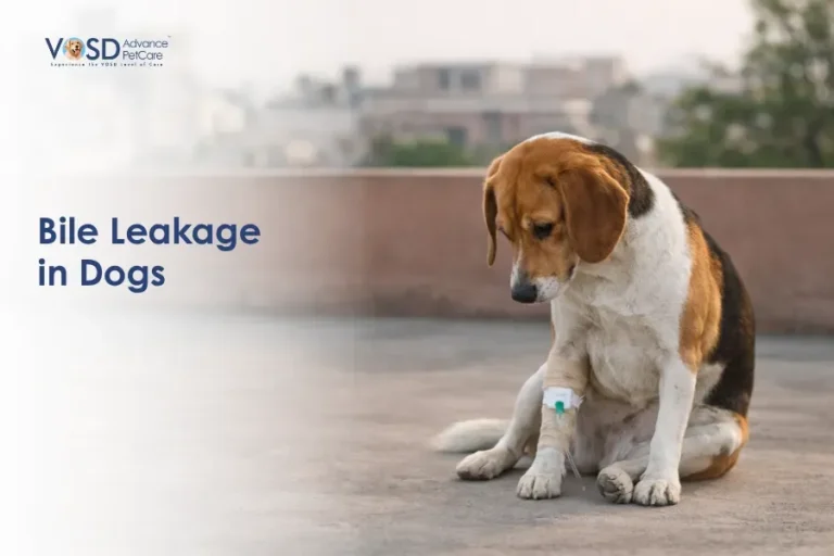 A sad dog with a bandaged leg and IV sits on a rooftop, suggesting illness. Text reads "Bile Leakage in Dogs." Urban background, overcast skies.