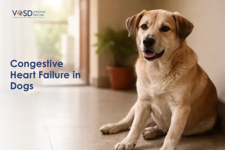 A brown dog sits contentedly on a tiled floor with a potted plant in the background. Text reads “Congestive Heart Failure in Dogs” to the left.
