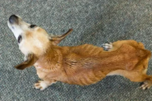 Malnourished Stray Dog Recovery: Signs of Severe Weight Loss in Dogs