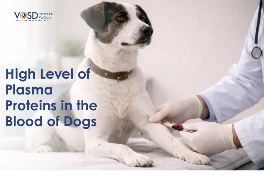 High Level of Plasma Proteins in the Blood of Dogs 2 A dog is lying on an examination table as a veterinarian, in gloves, draws blood. Text reads "High Level of Plasma Proteins in the Blood of Dogs."