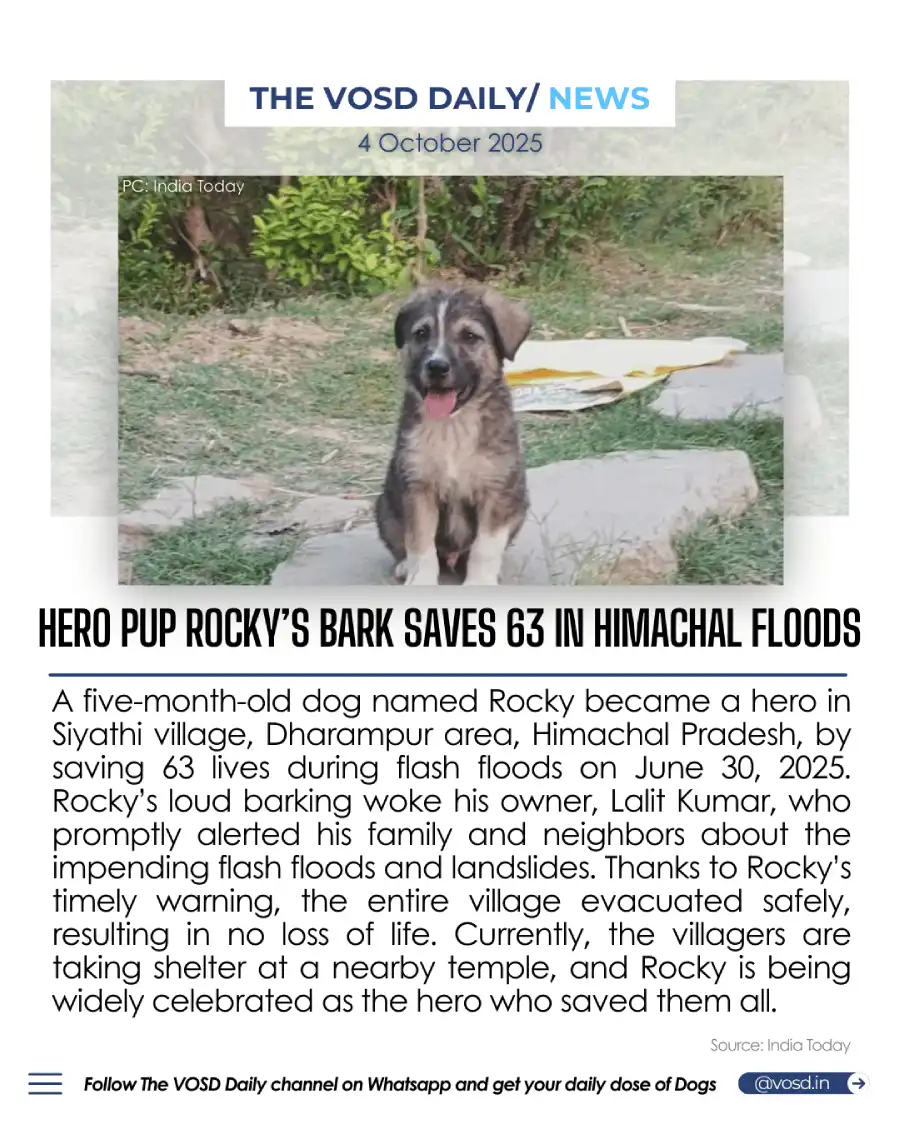 Hero Pup Rocky Saves 63 Lives in Himachal Pradesh Floods Hero Pup Rocky Saves 63 Lives in Himachal Pradesh Floods