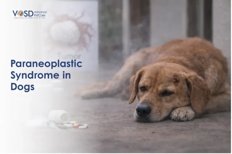 A sad brown dog lies on concrete beside scattered pills, with a blurred tumor diagram in the background. Text reads "Paraneoplastic Syndrome in Dogs."