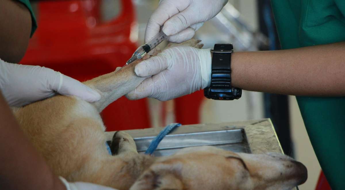 Rabies in Dogs Rabies in Dogs