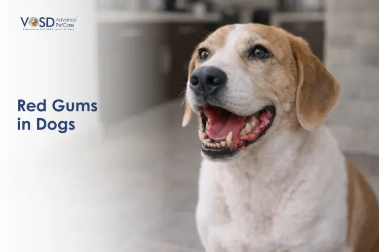 Happy dog with light brown and white fur sits indoors, mouth open showing red gums. Text reads "Red Gums in Dogs" with VOSD pet care logo above.