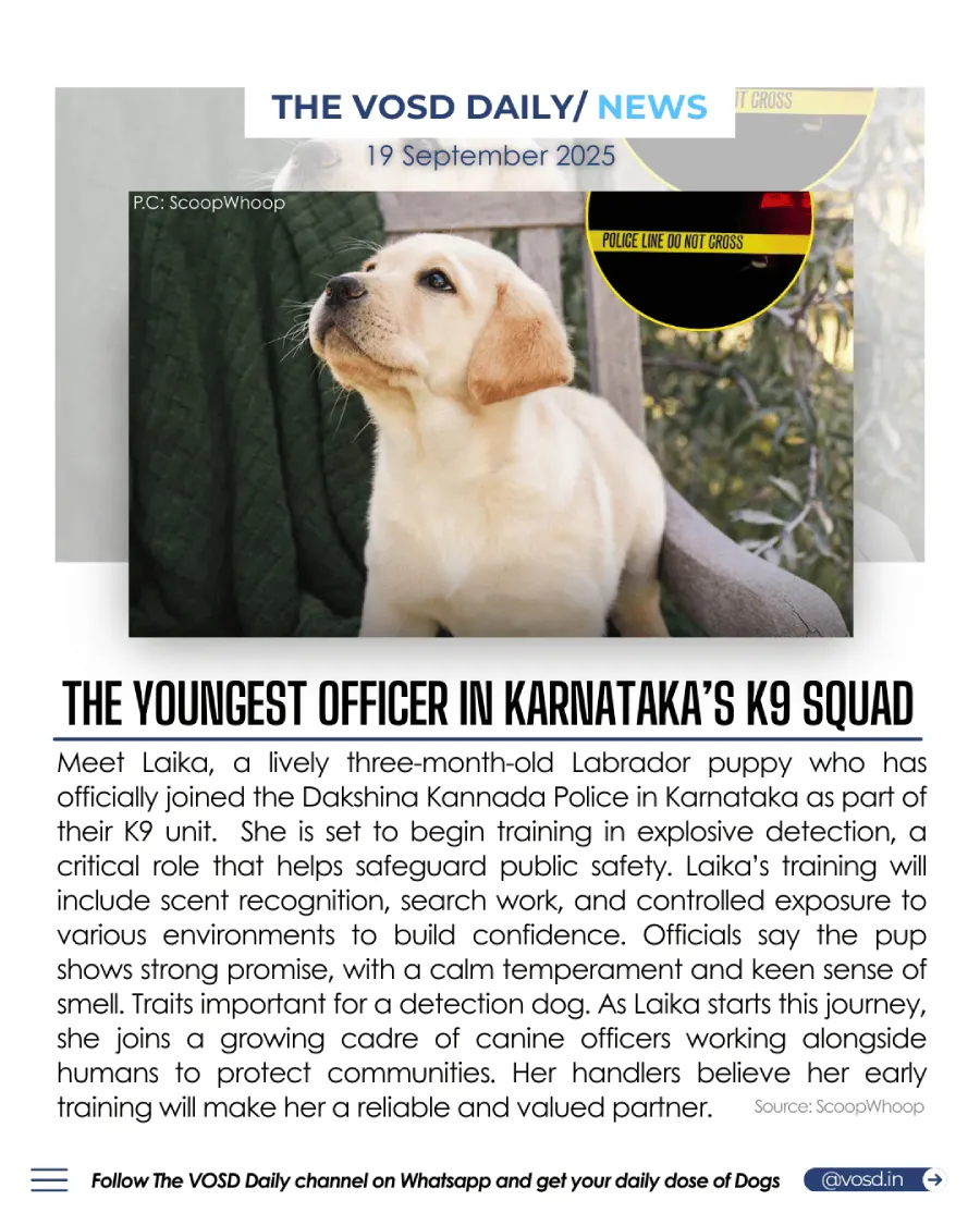 3-Month-Old Labrador Laika Joins Karnataka Police K9 Squad 3-Month-Old Labrador Laika Joins Karnataka Police K9 Squad