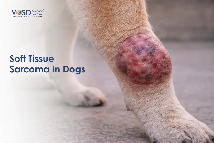 Soft Tissue Sarcoma in Dogs 1 Close-up of a dog's leg with a large, reddish tumor, indicating soft tissue sarcoma. Text reads "Soft Tissue Sarcoma in Dogs" on a light background.