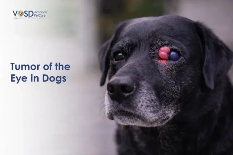 Elderly black dog with a visible eye tumor, showing concerned expression. Text reads "Tumor of the Eye in Dogs." Logo in top left corner.