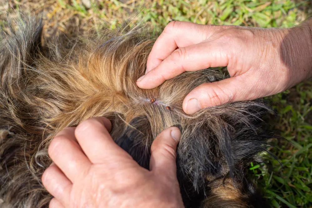 dog parasite dog parasite