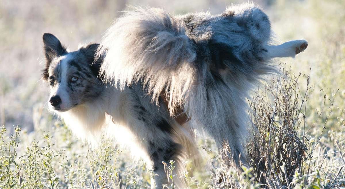 dog urinary problems dog urinary problems