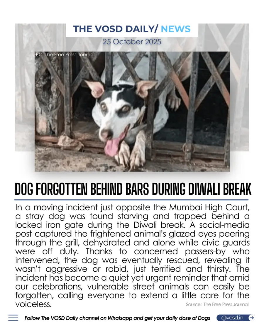 Stray Dog Rescued After Being Trapped Behind Gate in Mumbai Stray Dog Rescued After Being Trapped Behind Gate in Mumbai