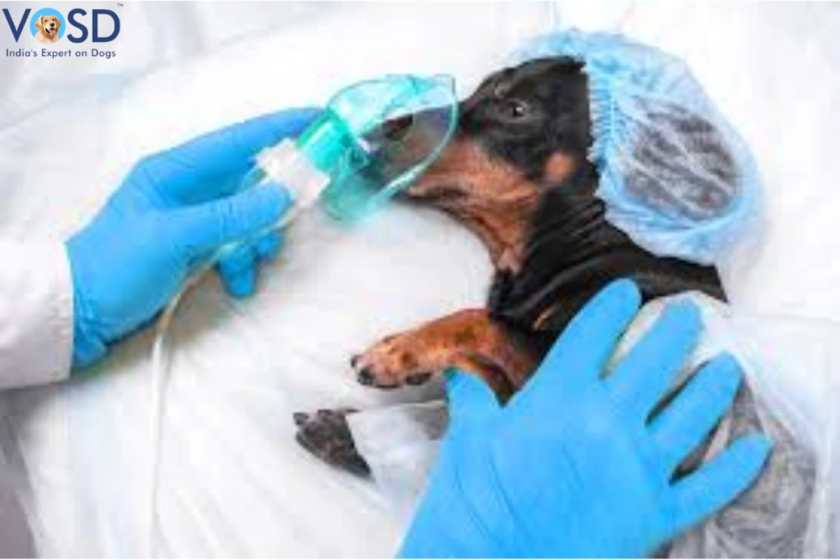 Anesthesia for Dog Dental Cleaning Anesthesia for Dog Dental Cleaning